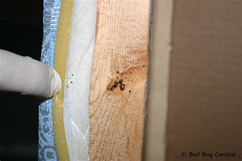 Immature bed bugs on a mattress seam. Bed Bugs 101 | Early Detection | BedBug Central