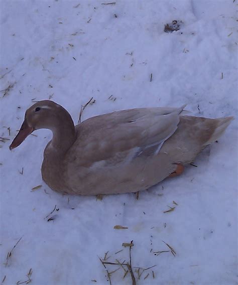 Snow Ducks Seasons Ducks Guide Omlet Us