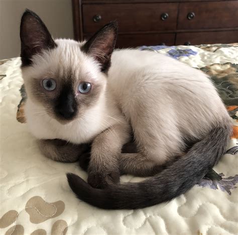 Pin by Ulysses Cahrreon on Siamese Dream | Siamese cats facts, Siamese