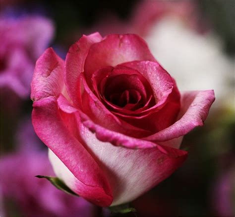 Pink Rose Flower Free Photo On Pixabay Pixabay