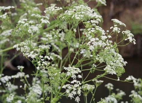 We did not find results for: Poison Hemlock: How to Identify and Potential Look-alikes