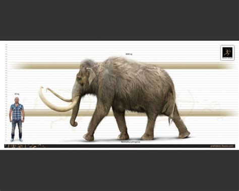 A sloping back with a high. Woolly Mammoth (Mammuthus primigenius)