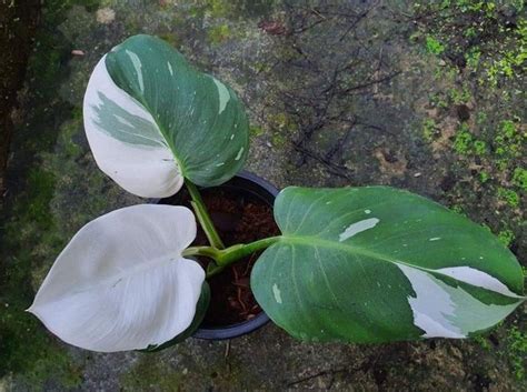 This time the theme will be the 70s jungle boogie. Variegated Monstera Deliciosa Price Philippines - BacaanKita