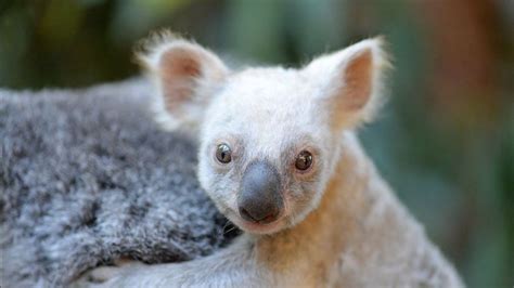 Rare White Baby Koala Born At Australia Zoo Is Looking For A Name