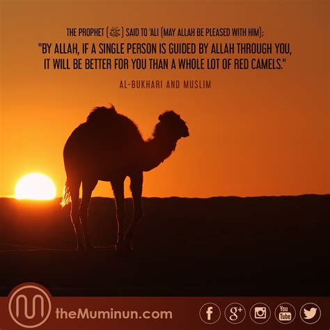 The master said, trust in allah but tether your camel first — because allah has no other hands than yours. if he wants to tether the camel he will have to don't trust only your hands, otherwise you will become tense. Pin by theMuminun on Hadith of the Day | Hadith of the day ...