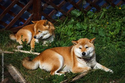 Droll Shiba Inu Japanese Dogs Breeds L2sanpiero