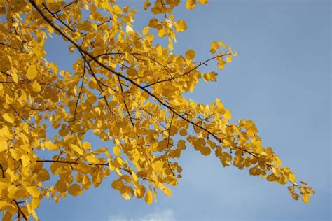 Yellow Aspen Tree Leaves In October Stock Photo Image Of Gold Aspen