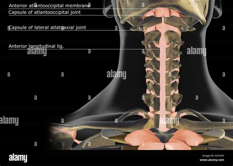 Los Ligamentos Del Cuello Fotografía De Stock Alamy