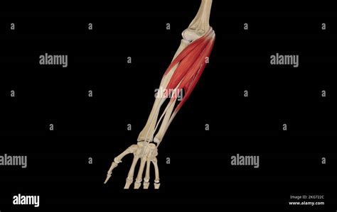 Músculos Flexores Superficiales Del Antebrazo Fotografía De Stock Alamy