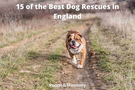 Topmost Dog Rescues In England Pooch And Harmony