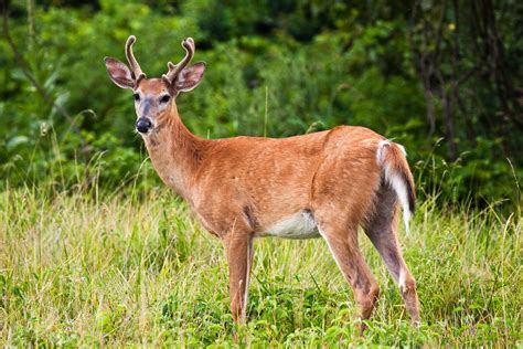 Handsome Buck Whitetail Deer Lake Erie Metro Park Michigan James