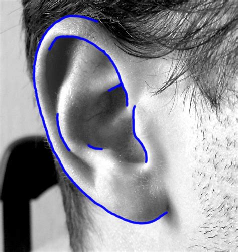 How To Draw A Realistic Ear Step By Step Drawing Demonstration Face
