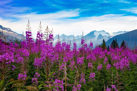 Flowers Of Significance To Alaska Native Peoples Travel Alaska