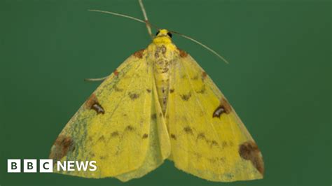 Nature Crisis Moths Have Secret Role As Crucial Pollinators