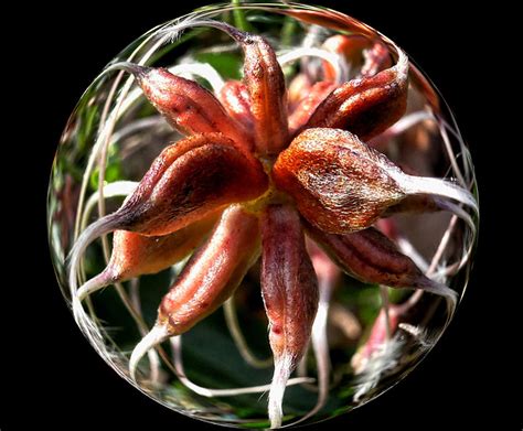 Clematis terniflora has also been found invading natural habitat in eastern north america, and has become a plant of concern among organizations there is a tremendous difference between clematis terniflora and our native clematis virginiana. Clematis Terniflora Photograph by Daniel Paxton