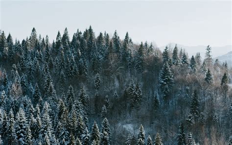 Download Wallpaper 1920x1200 Trees Winter Forest Aerial