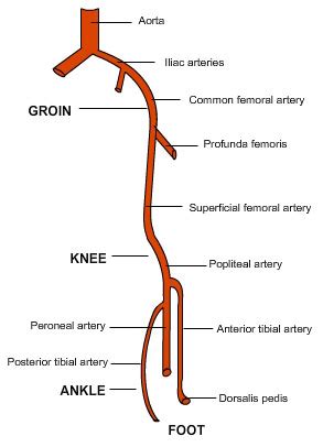 Most arteries carry oxygenated blood; Radiology Lecture Notes: Arterial system of the lower limb