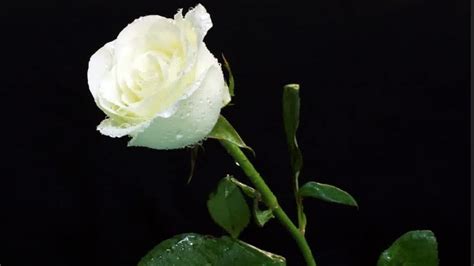 Bunga aster atau bunga daisy merupakan bunga yang berasal dari daratan negeri china dan kebanyakan tumbuh di padang rumput. Terbaru 10+ Foto Bunga Mawar Putih Dan Merah - Gambar ...