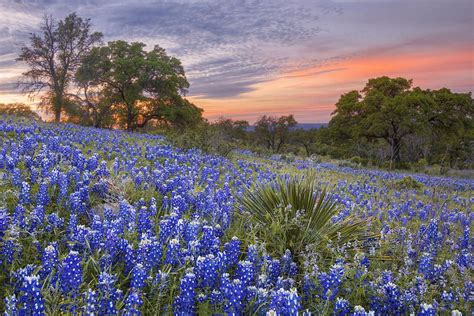 Bluebonnets Photograph Bluebonnets Under A Texas Sunset 1 By Rob