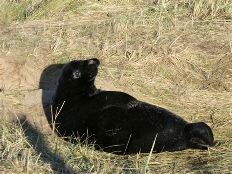 Wildlife Bosses Scratching Their Heads After Ultra Rare Jet Black Seal