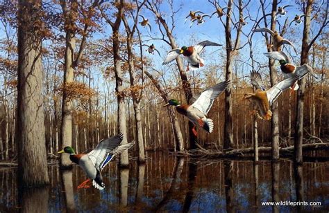 A Flock Of Mallard Ducks Come In For A Landing On A Swampy Wooded Area