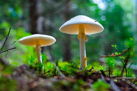 La mucormicosis no es contagiosa, es decir, no se transmite de persona a persona. Cómo es el hongo de la muerte que mató a un turista | Bioguia