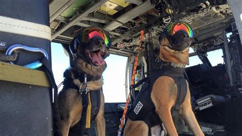 Canine Coasties Meet The Coast Guard Dogs That Just Finished