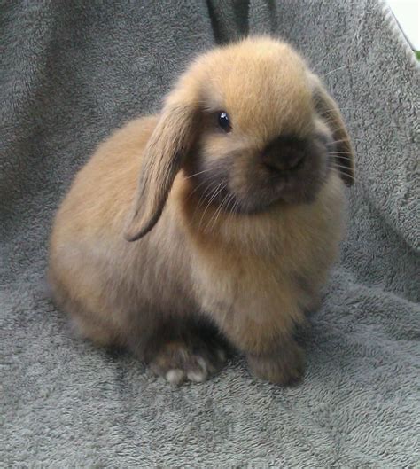 Holland Lop Mascotas Tiernas Cosas Tiernas Mascotas Bonitas Imagenes