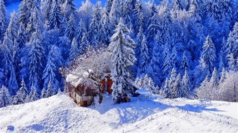 Snow Covered House Surrounded By Snow Covered Pine Trees During Daytime Hd Winter Wallpapers