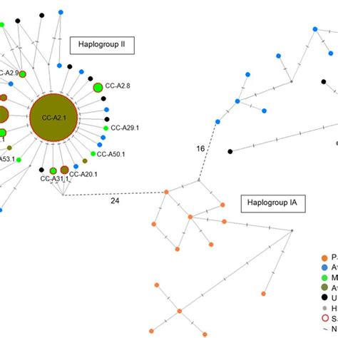 Haplotype Network Obtained For The Long Fragment 683 Bp Of The