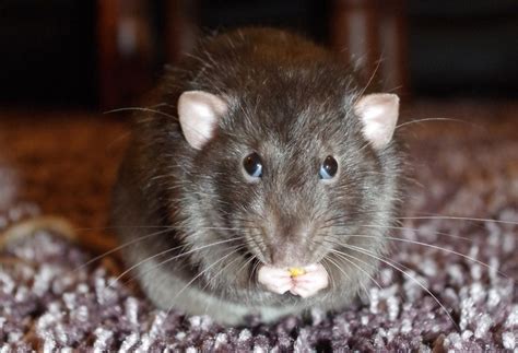 Can Rats Eat Chocolate Understanding Pet Fancy Rats