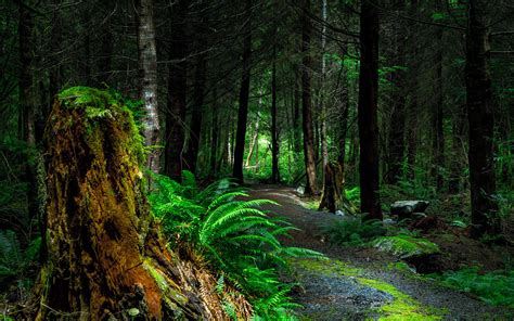 Many wallpapers and artworks heavily influence by, but not limited to: Download wallpaper 3840x2400 forest, path, trees, vancouver island, canada 4k ultra hd 16:10 hd ...
