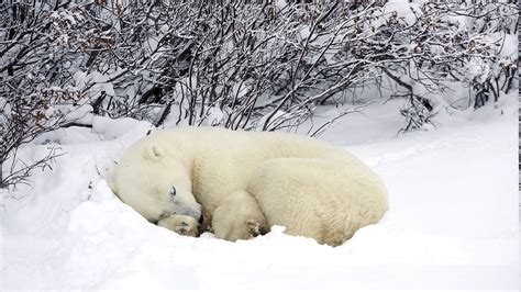 Nature Animals Winter Snow Polar Bears Wallpapers Hd