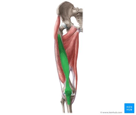 Quadriceps Femoris Muscle Anatomy And Function Kenhub Porn Sex Picture