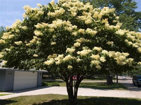 First Editions Snowdance Japanese Tree Lilac Syringa Reticulata ‘bailnce Fast Growing Trees