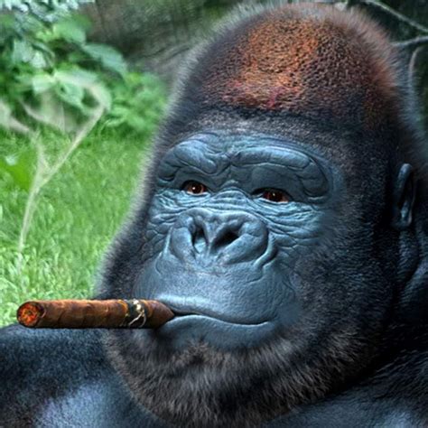 Smoking Monkey Youtube