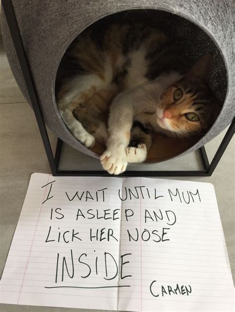 26 Naughty Cats Who Should Be Ashamed But Couldnt Care Less
