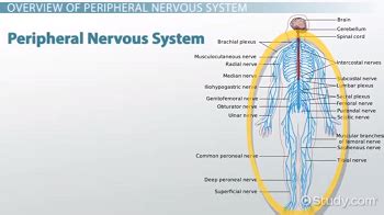 The peripheral nervous system is itself classified into two systems: Peripheral Nervous System: Definition, Function & Parts ...