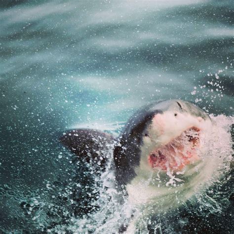 Great Whites Smile Photo By Yumi Inada — National Geographic Your