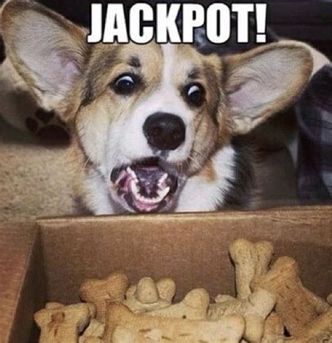 Yummy Funny Dog Photos Funny Animals Funny Animal Pictures
