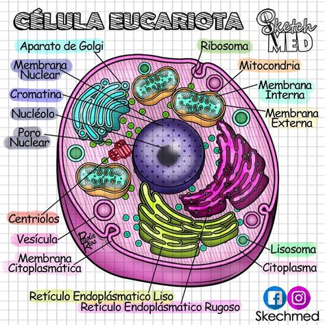 Célula Eucariota Notas De Biología Dibujos De Celulas Enseñanza