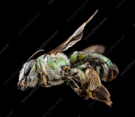 Green Burrowing Bee Stock Image C0261531 Science Photo Library