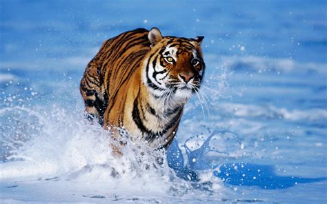 » tiger wallpaper 4k, tiger images hd. Animals Zoo Park: Tigers Wallpapers, Tiger Wallpaper for ...