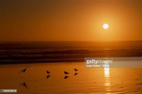 El Tabo Photos And Premium High Res Pictures Getty Images