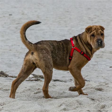 Maybe you would like to learn more about one of these? Shar-Pei Info, Temperament, Puppies, Pictures