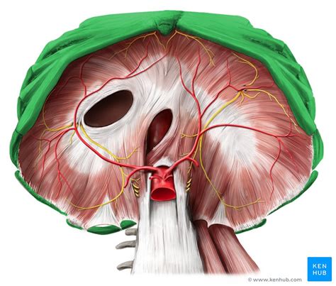 Thoracic Cage Anatomy And Clinical Notes Kenhub