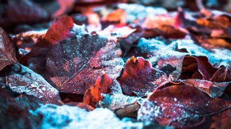 Autumn Leaves Wallpaper 4k Snow Winter Frost Leaves