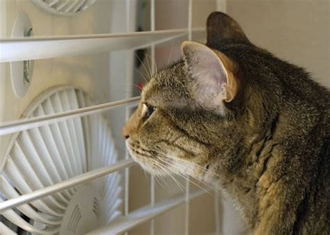 Watch out for signs of heat stroke. How to Keep Your Cat Cool This Summer
