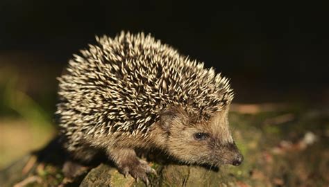 Hedgehog Adaptation | Sciencing