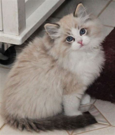 Of all the cat breeds in the world this is the closest to a puppy in curiosity and affection. Seal Lynx Bicolor Ragdoll | Ragdoll kitten, Pretty cats ...